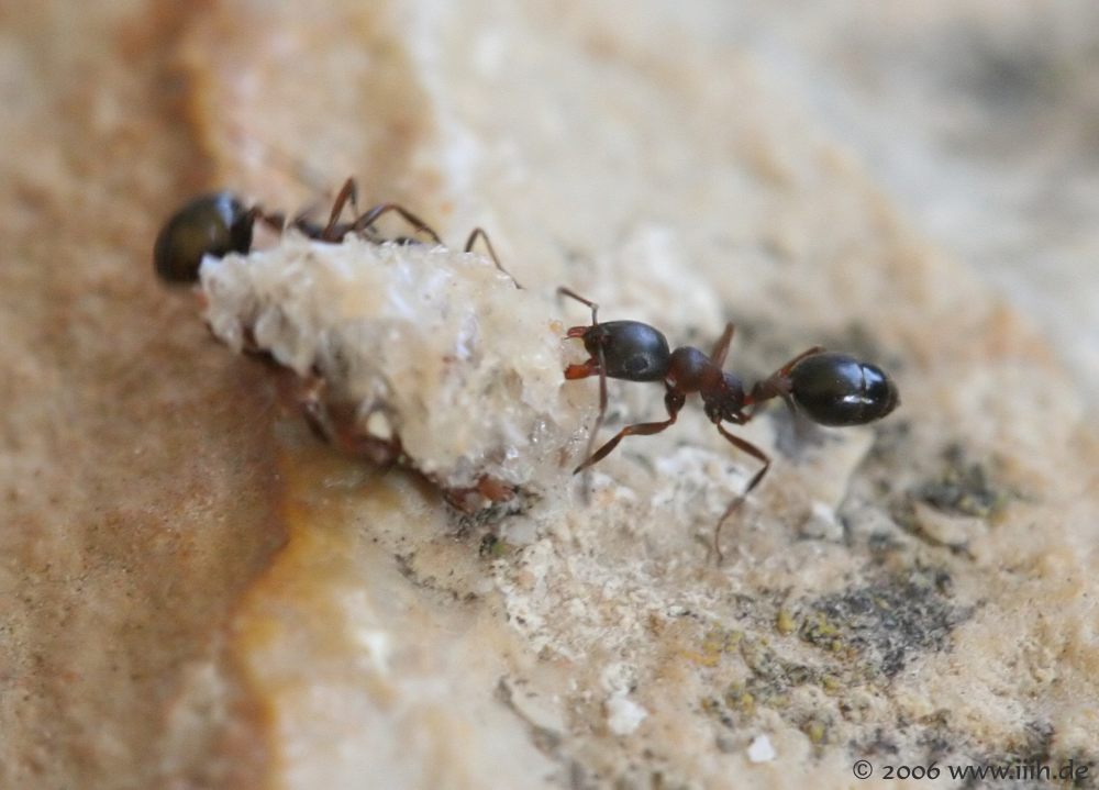 Formicidae/Myrmicinae