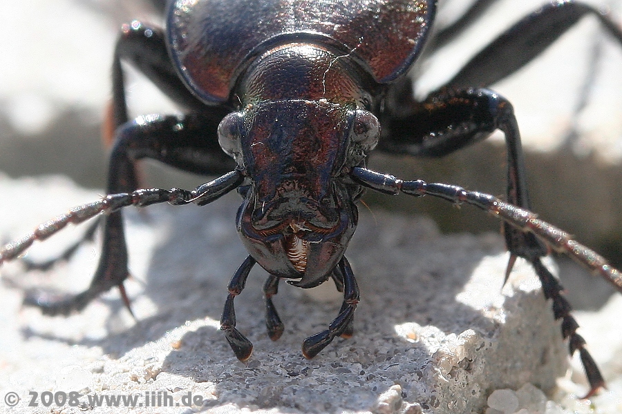 Coleoptera Carabidae Carabus sp.